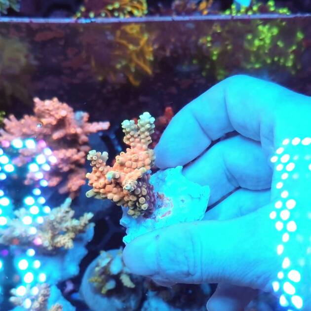Acropora Latistella