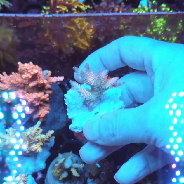 Acropora Hyacinthus