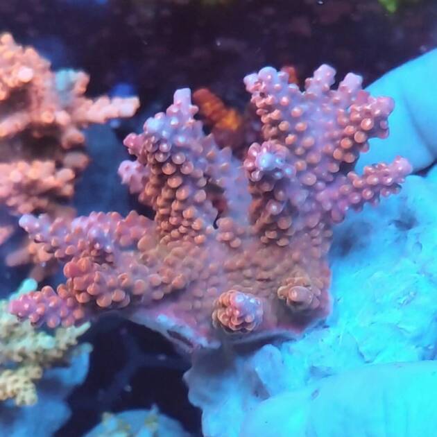 Acropora Divaricata