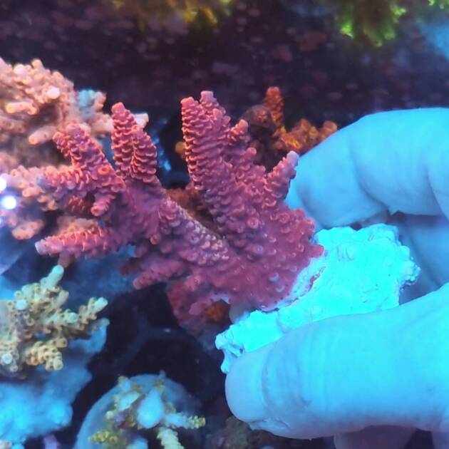Acropora Millepora SPS Koralowiec
